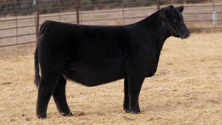 BEAUPREZ TAG 2 HEIFER