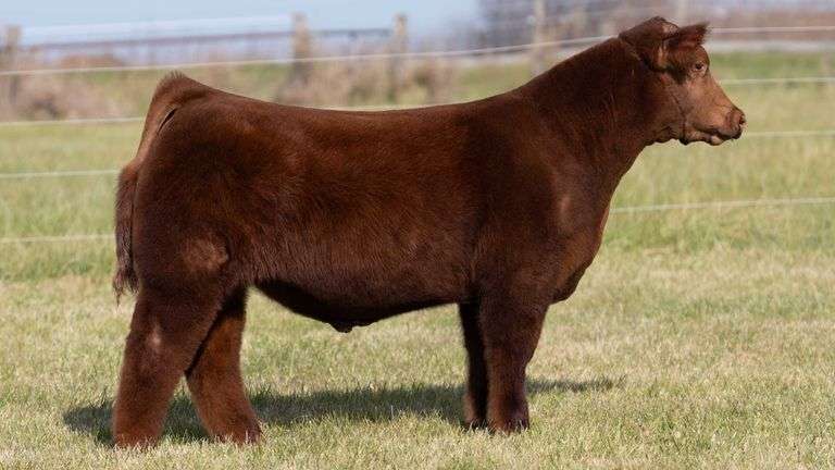 MARTSCHING TAG 39 STEER