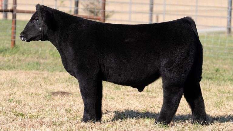 HERR TAG 71 STEER