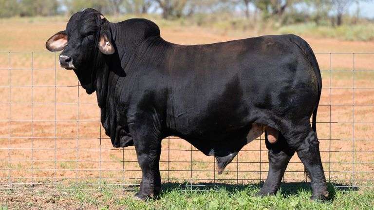 5 UNITS OF PEDRO SEMEN