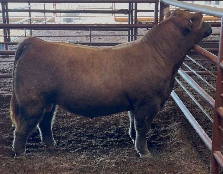 5 UNITS OF BLESSED ASSURANCE SEMEN