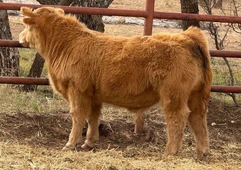 5 UNITS OF GOLDEN AGE SEMEN