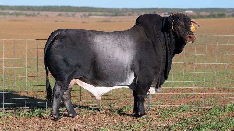 5 UNITS OF JOSE SEMEN