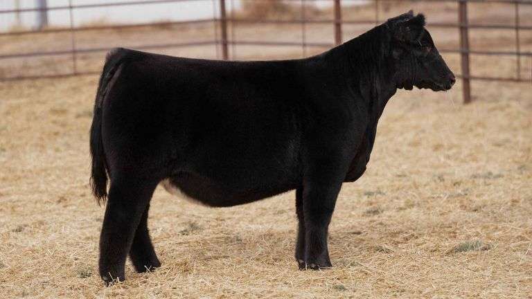 BEAUPREZ TAG 5 HEIFER