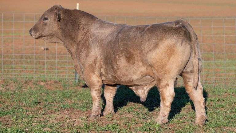 TAG KSIS LIL SMOKIE BULL