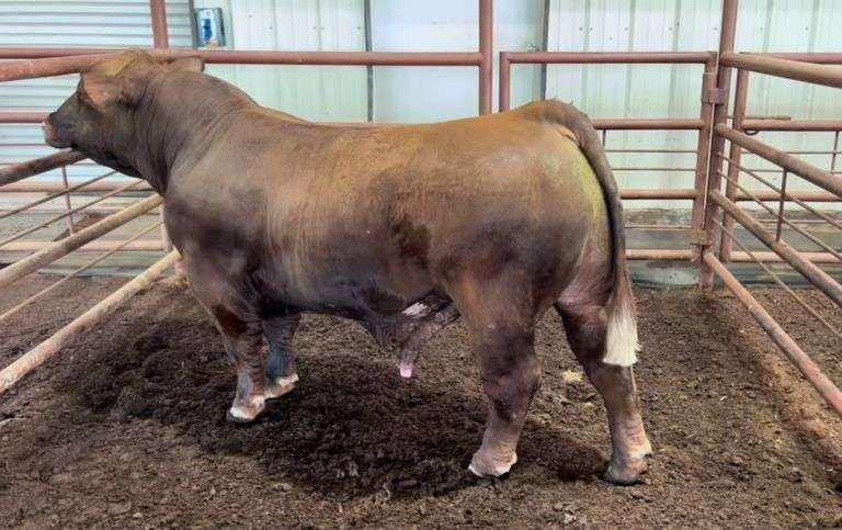 1 UNIT OF RED 5319 SEXED MALE SEMEN