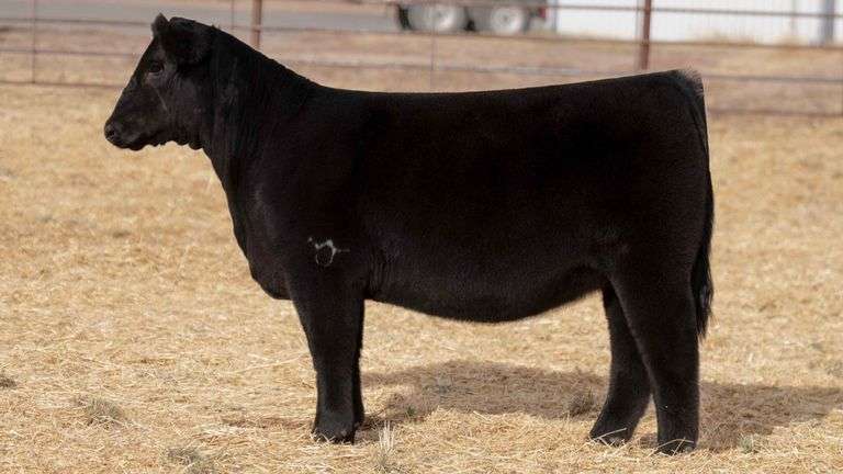 BEAUPREZ TAG 3 HEIFER