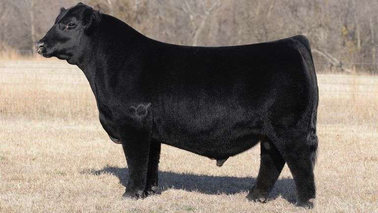 BEAUPREZ BOE FADE SEMEN A