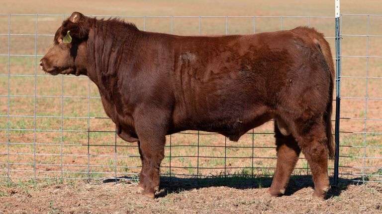 TAG RED HEIFER BULL