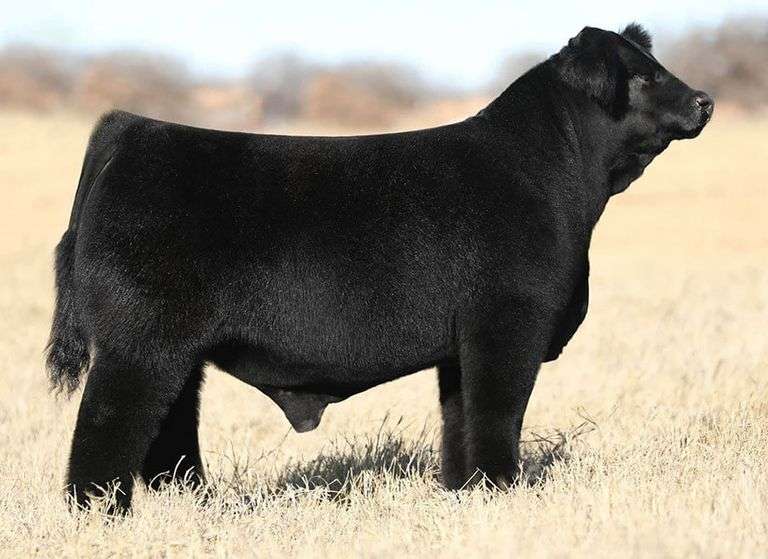 5 UNITS OF KEEP SWINGING SEMEN