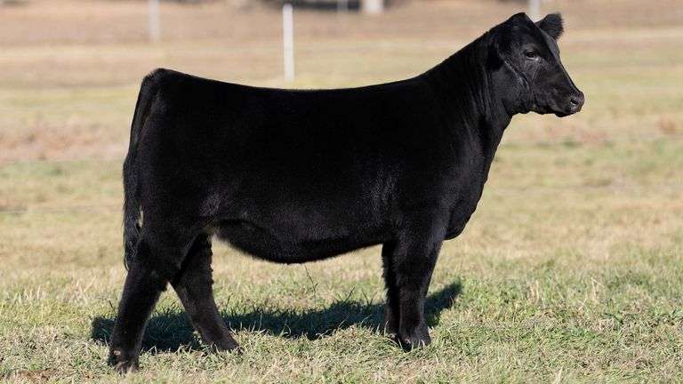 DORIS TAG 173 HEIFER