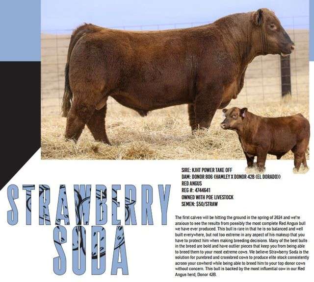 BIX STRAWBERRY SODA SEMEN