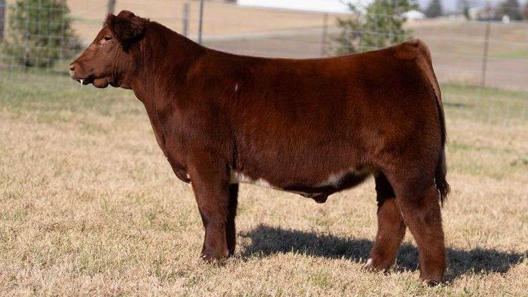 HERR TAG 84 STEER