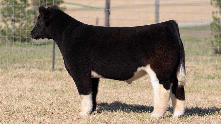 HERR TAG 83 STEER