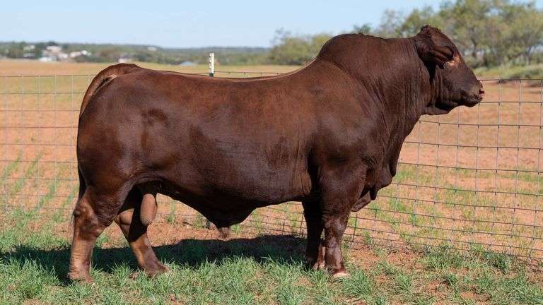 5 UNITS OF RAINBOW STEW SEMEN