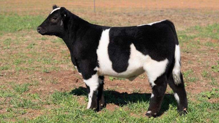 TAG 6 STEER