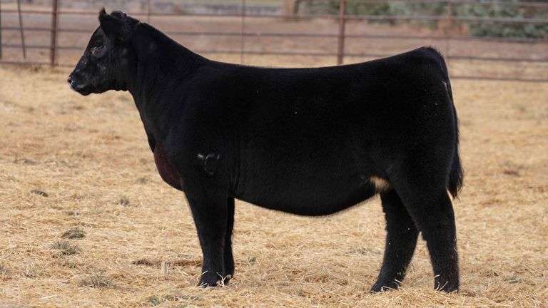 BEAUPREZ TAG 9 HEIFER