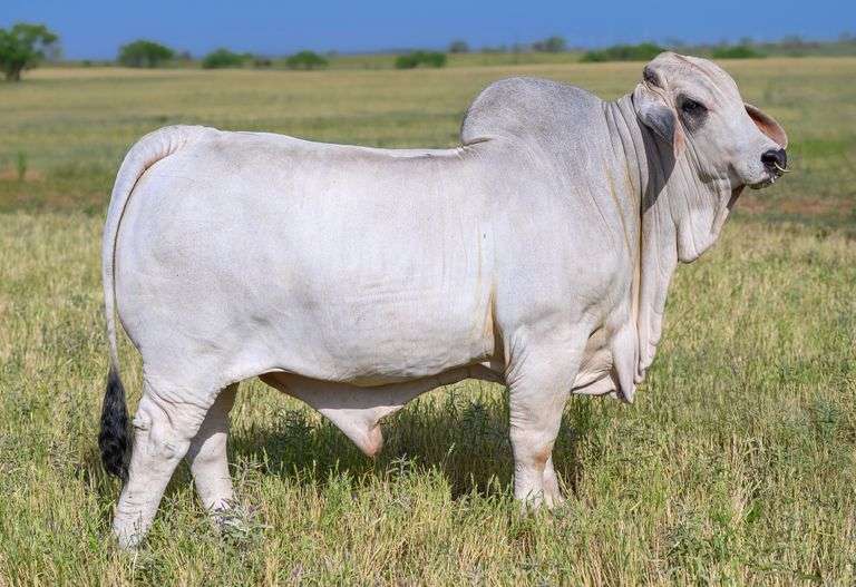 1 UNIT OF MEMO SEMEN