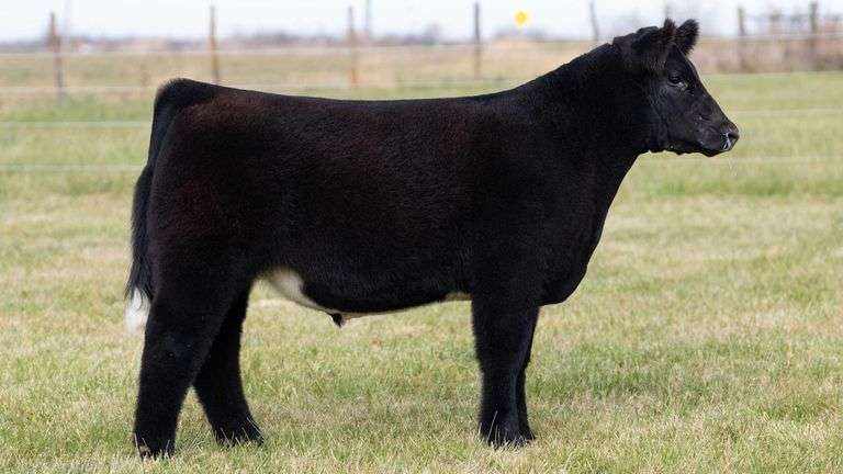 MARTSCHING TAG 43 STEER