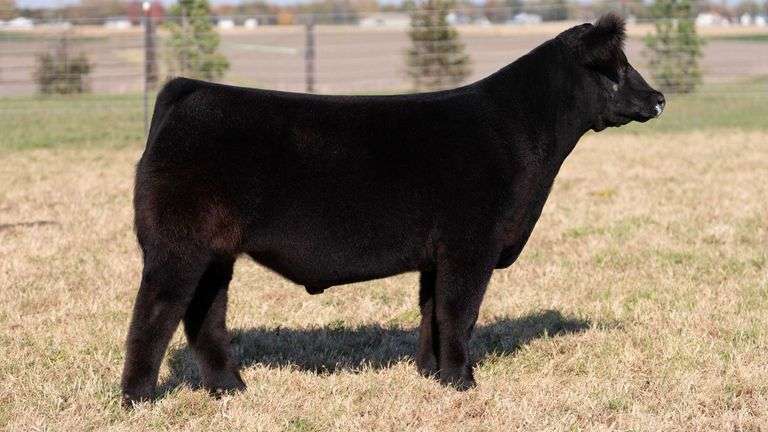 HERR TAG 70 STEER