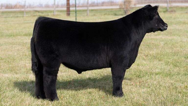 MARTSCHING TAG 38 STEER