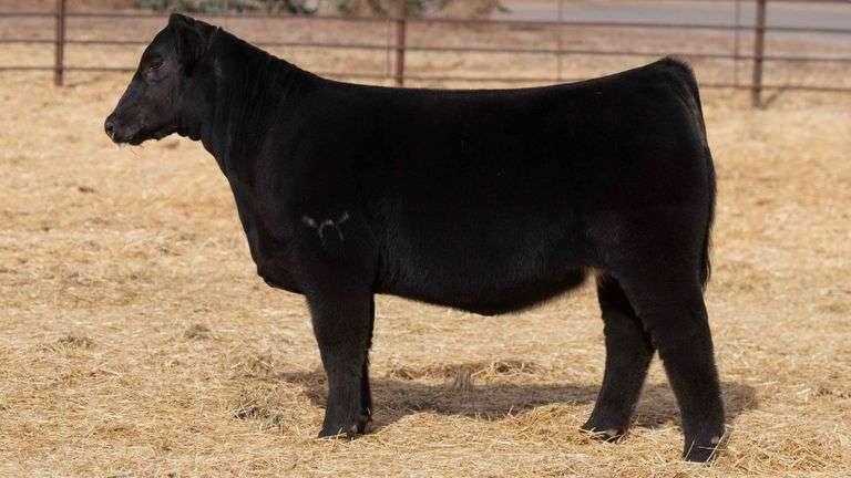 BEAUPREZ TAG 4 HEIFER