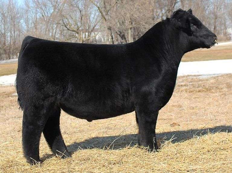 BEAUPREZ BOE FAME SEMEN A