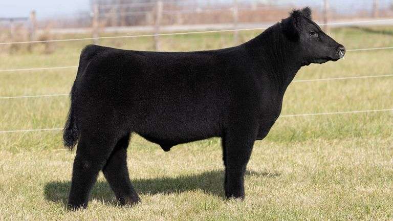 MARTSCHING TAG 40 STEER