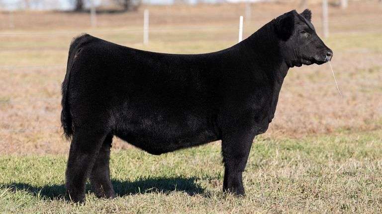 DORIS TAG 180 HEIFER