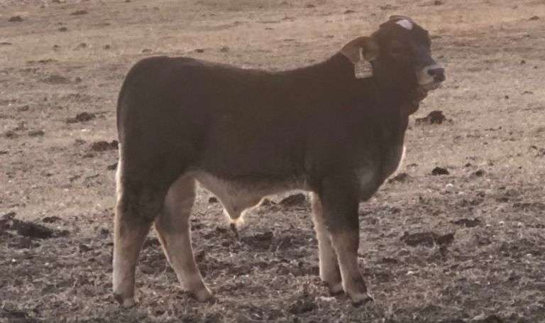 5 UNITS OF DUBYA SEMEN