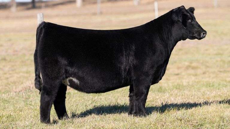 DORIS TAG 144 HEIFER