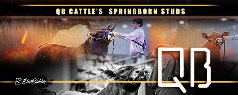 QB CATTLE SPRING BORN STUDS 11/11/25