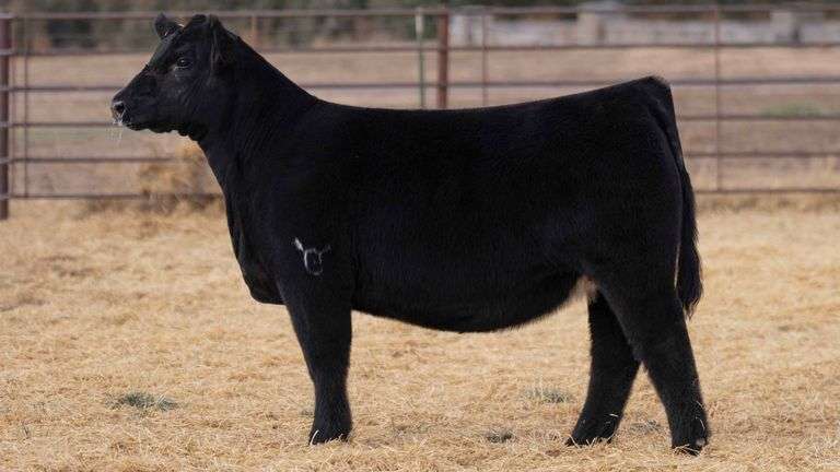 BEAUPREZ TAG 1 HEIFER