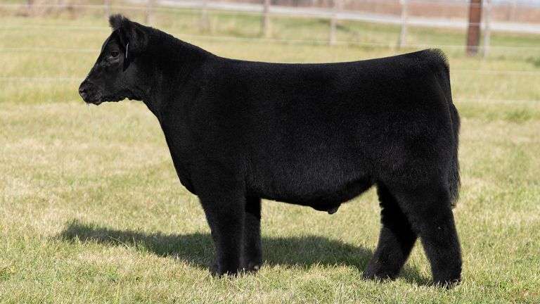 MARTSCHING TAG 36 STEER