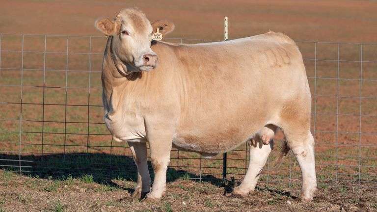 TAG 7C BRED COW