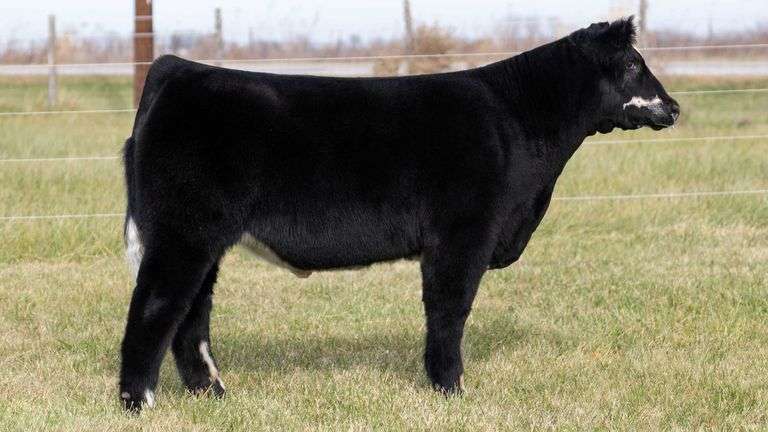 MARTSCHING TAG 42 STEER