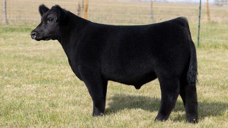 MARTSCHING TAG 37 STEER