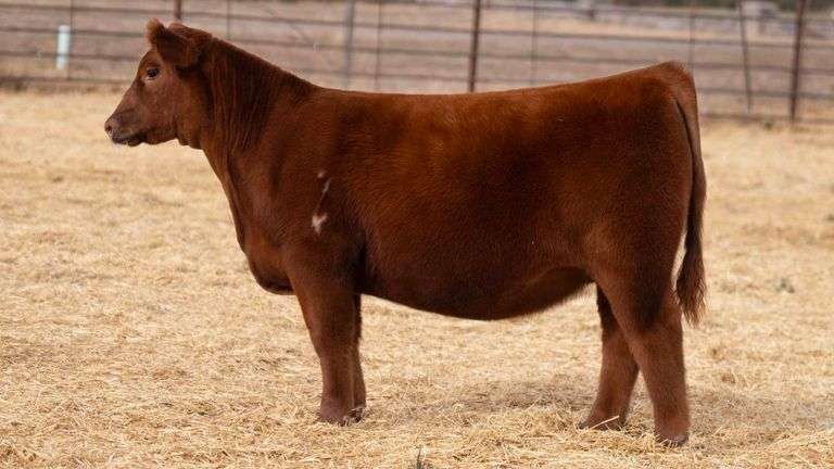 BEAUPREZ TAG 8 HEIFER