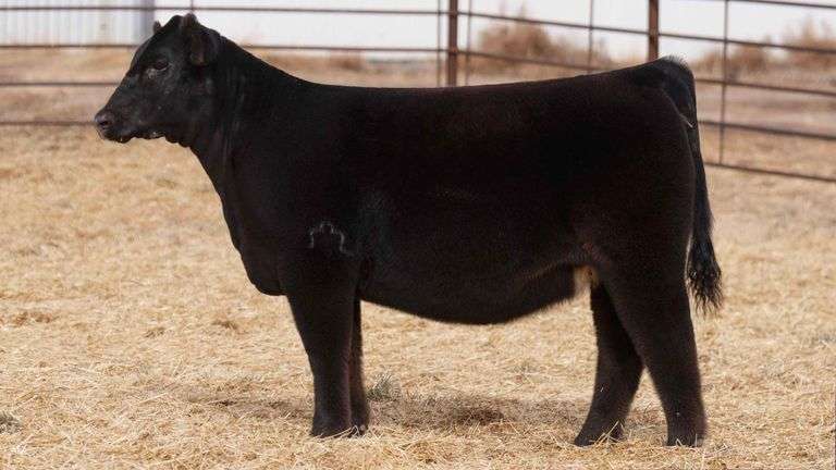 BEAUPREZ TAG 12 HEIFER