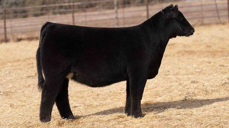 BEAUPREZ TAG 13 HEIFER