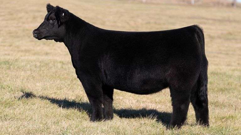 DORIS TAG 143 HEIFER