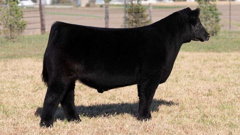 HERR TAG 66 STEER