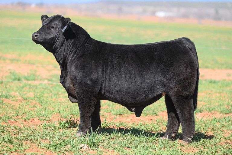 10 UNITS OF NELSON SEMEN