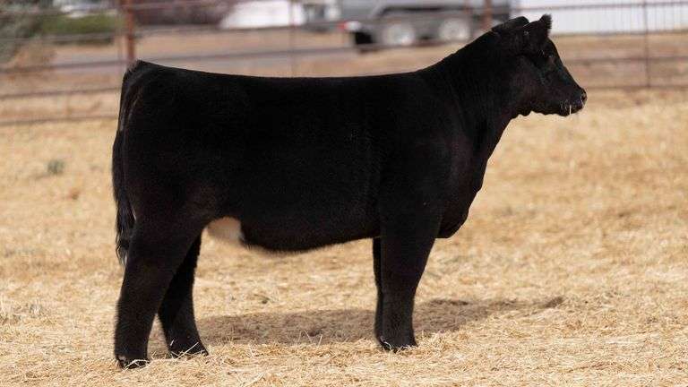 BEAUPREZ TAG 6 HEIFER