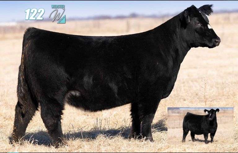 WEBSTER DONOR 122 X GOLDEN TICKET EMBRYOS