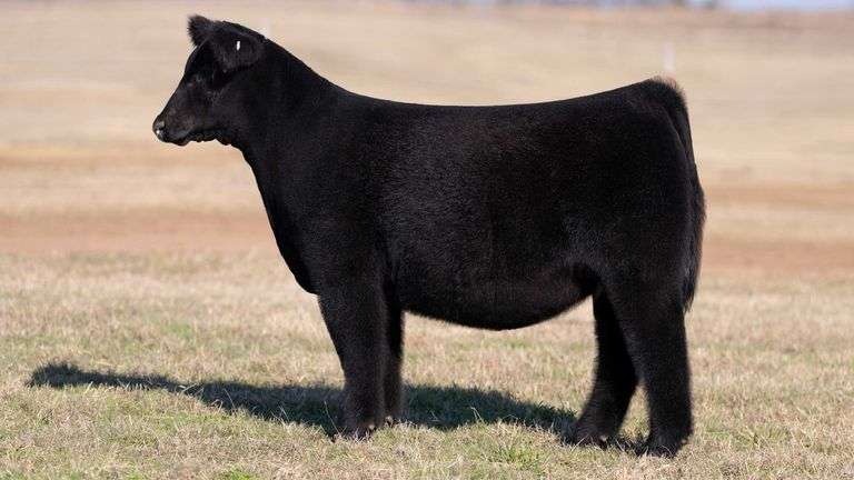 MOONEN/COOK TAG 958 HEIFER