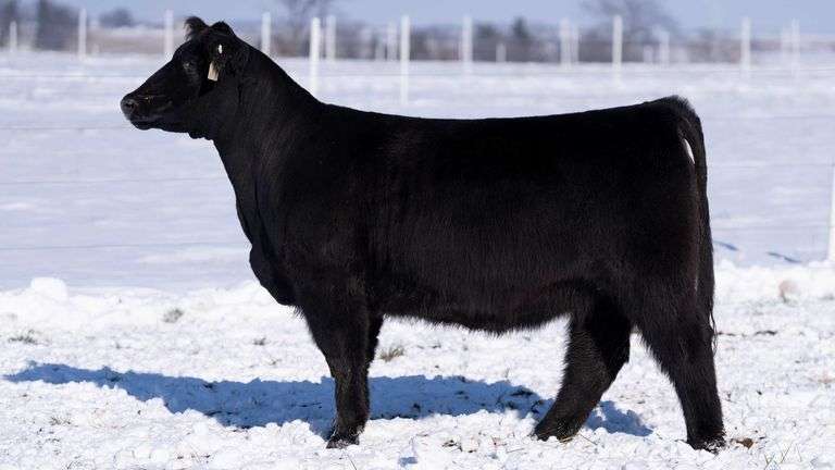 RCC TAG 2412 BRED HEIFER