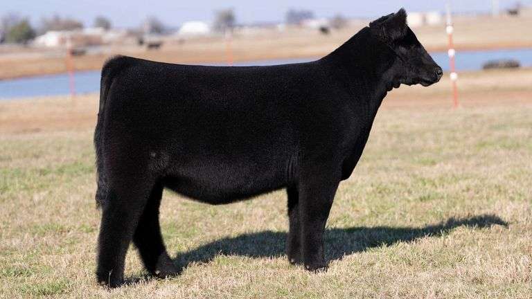 MOONEN/REIMANN TAG LIL JD HEIFER