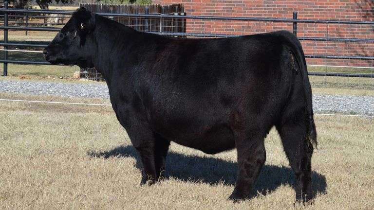 WELSHANS/AUSTIN WOLF TAG 1539 BRED HEIFER