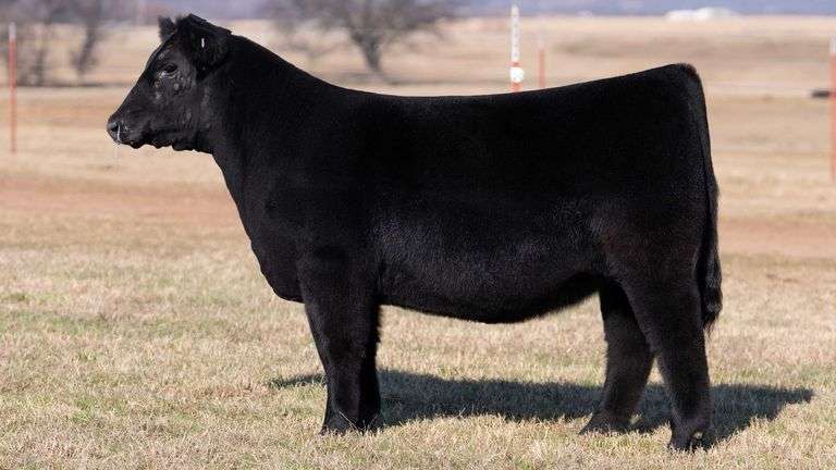 MOONEN/COOK TAG PURPLE 64 HEIFER